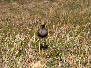 空港に住み着くケリ