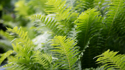 Wallpaper green fern