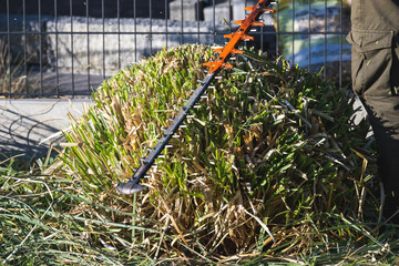 Gardener at work- trimming grasses in spring time