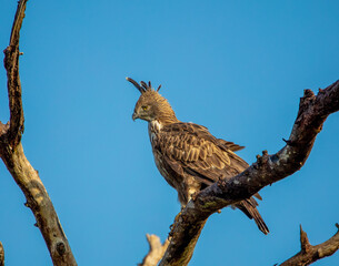 Crested hawk-eagle