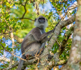 Gray langur