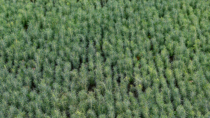 Spruce tree (Picea abies) seedlings inside a tree nursery of Romania. Reforestation concept. Forest conservation concept.