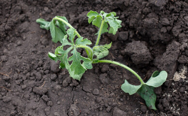 Dying watermelon seedling in the ground.