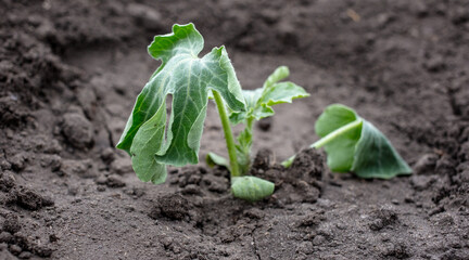 Watermelon seedling in the ground.