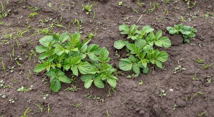 Green tops of potatoes in the ground.
