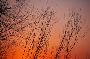 Obraz premium Bare tree branches at sunset. Nature background.