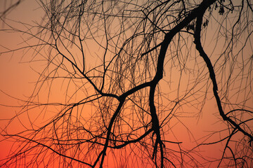 Obraz premium Bare tree branches at sunset. Nature background.