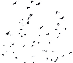 Flock of raven birds isolated on white