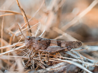 Seitliche Nahaufnahme einer blauflügelige Ödlandschrecke (Oedipoda caerulescens) im Gras sitzend.