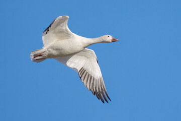 A Snow Goose Flying Across the Lake