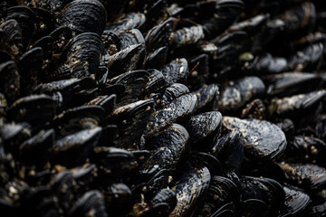 Washington Coast Ocean Landscape Epics