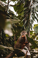 seeing a monkey in the rain forest