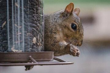 Close Up Of Grey Squirrel Eating Bird Seed