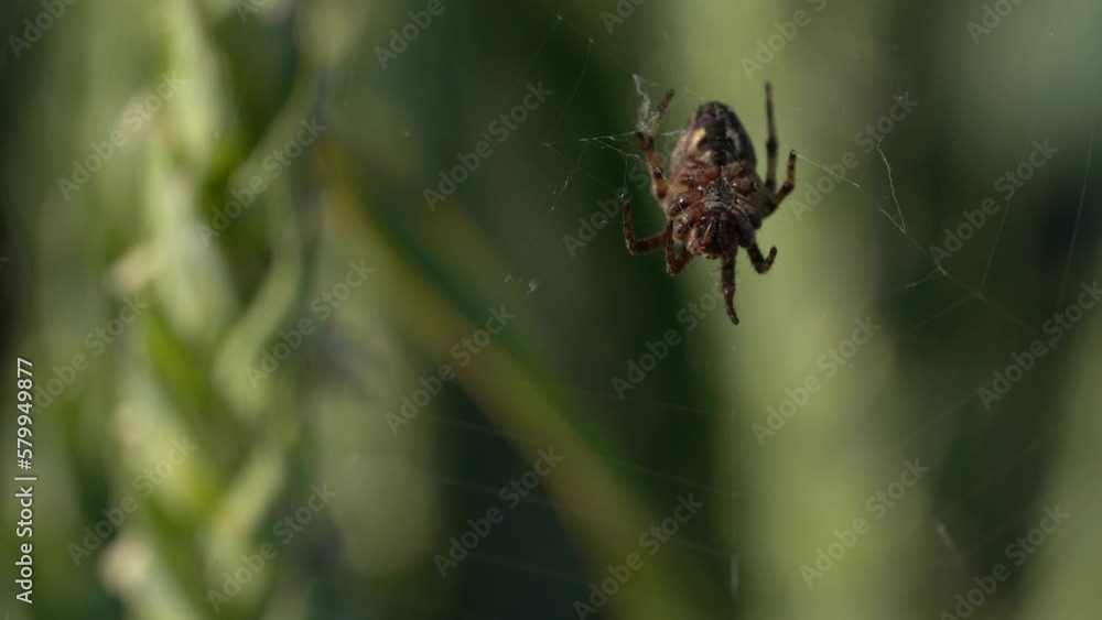 Wall mural close up shot of a spider on a web between strands of wheat - macro