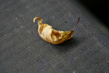 地面に落ちた葉っぱ