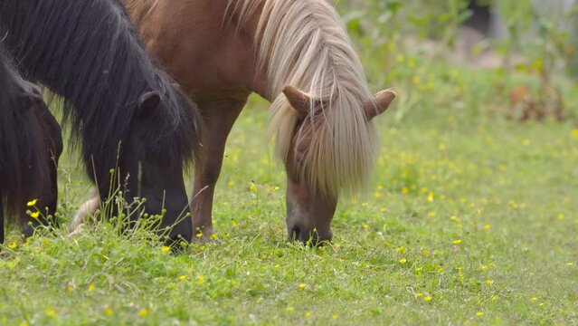 Shetland Ponies Grazing In Spring Meadow Hills During Daytime