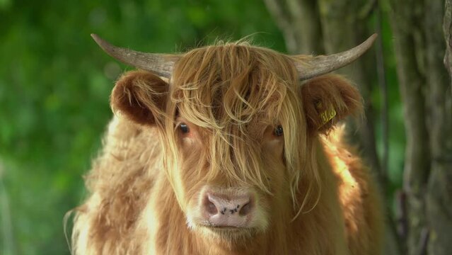 Portrait Of A Young Highland Cattle Calf Relaxing In The Grass