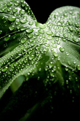 Close-up of a monstera leaf with dew drops © Cavan