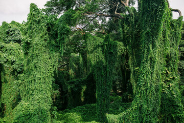 Trees and Greenery in Forestal Park in Havana Cuba