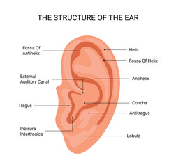 Structure of the human ear vector - obrazy, fototapety, plakaty