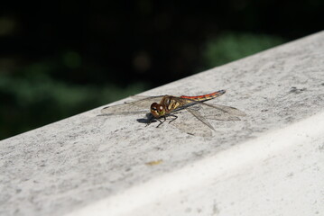 止まっているトンボ（前方から）