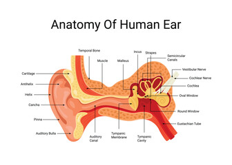 Anatomy of Human Ear Vector