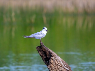 Tern