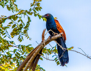 Greater coucal