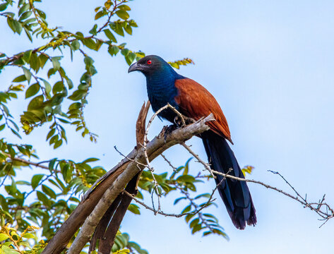 Greater coucal