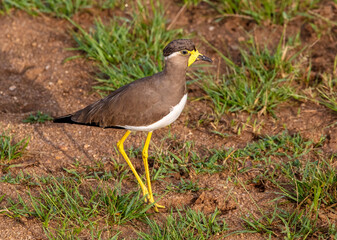 Yellow-wattled lapwing