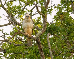 Crested hawk-eagle