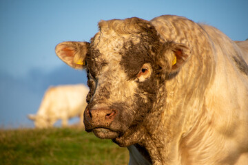 nordirland © Volker Loche