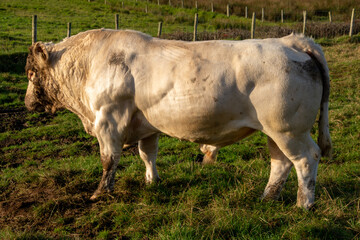 nordirland © Volker Loche