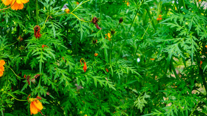 beautiful and stunning yellow Sulfur cosmos flower
