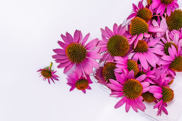 A scattering of fresh purple echinacea flowers with leaves on long stems on a white background with copy space