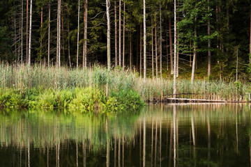Lake in the forest