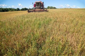 Fototapeta premium Harvesting with combines