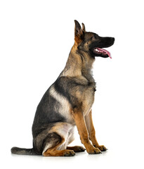 young german shepherd