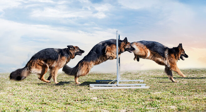 training of german shepherd