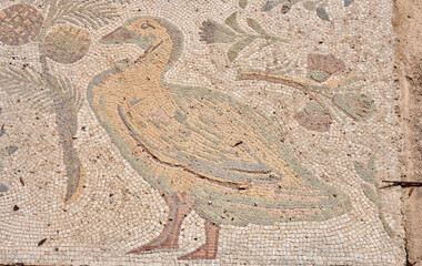 Ancient Yellow Duck Floor Mosaic in Roman Villa at Carthage Archeological Site