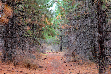 Visiting the Mount Shasta City Park in California