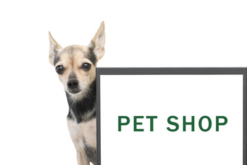 pet shop online mockup, dog with laptop with space for text, grooming and services for dogs and cats, animal feed, isolated on white background