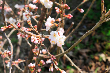 綺麗な花を咲かせたサクランボ