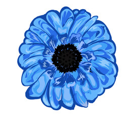 Blue realistic chrysanthemum flower isolated on white background