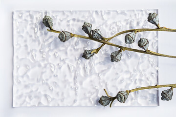 Eucalyptus branch with gum nuts creative composition. Delicate modern mock up with dried plant.