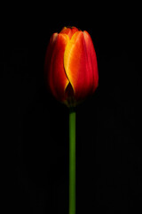 tulipán rojo 
