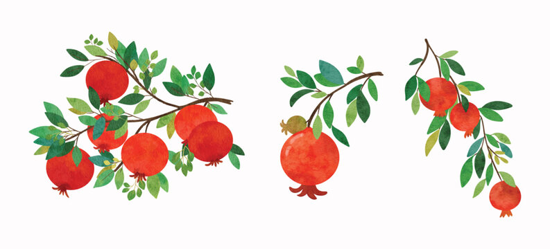pomegranate 