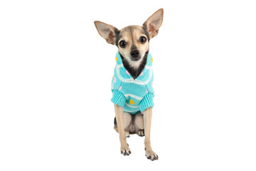 pet clothes, dog in a sweater isolated,cute puppy in warm winter clothes for cut out, Pet shop, pet accessories