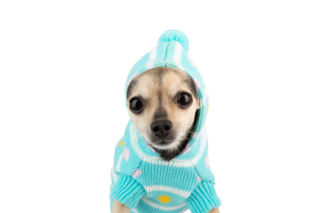 pet clothes, funny dog in a sweater close up isolated,cute puppy in warm winter clothes for cut out, Pet shop, pet accessories