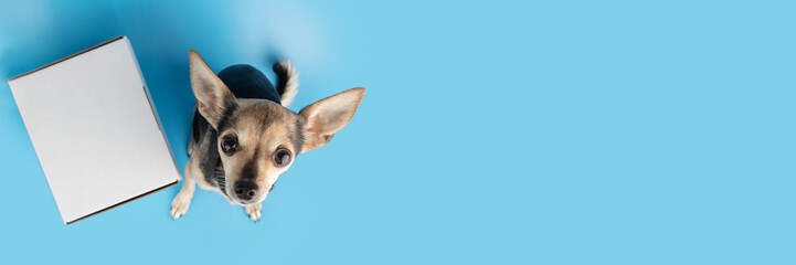 pet parcel banner, a dog with a box on a blue background, pet order, top view, cute small dog toy...